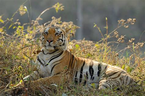 Royal Bengal Tiger | Endangered Tiger Conservation | Habitat | Facts