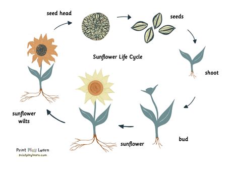 Sunflower Plant Lifespan | Best Flower Site