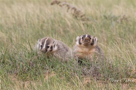 American Badger cubs | The American Badger family got their … | Flickr