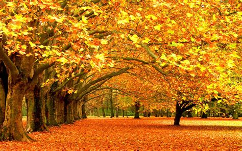 Fall Foliage Wallpapers For Desktop - Wallpaper Cave