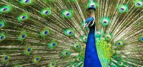 Peacock Noise | Free Sound Effects | Animal Sounds