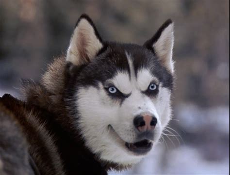 Demon - snow dogs Photo (32163369) - Fanpop