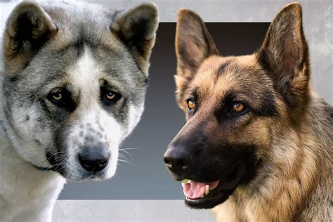 Akita German Shepherd Mix: Everything You Need to Know - Allgshepherds