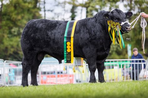 Summer National Show 2021 - Westmorland County Show - Aberdeen-Angus ...