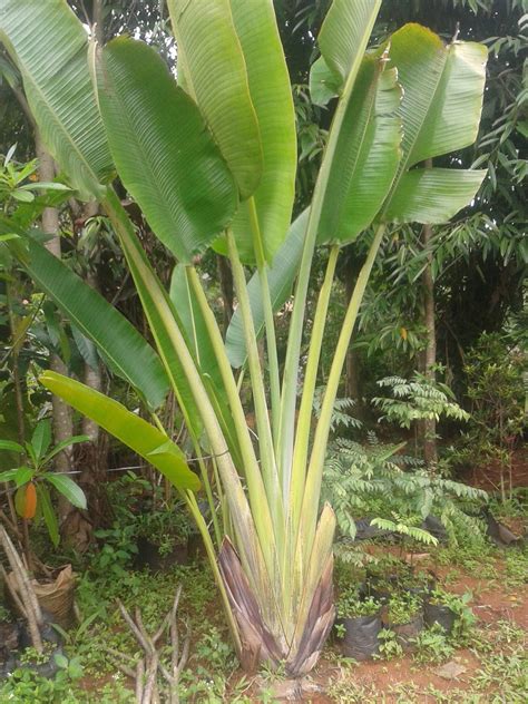 Jual Pohon Pisang Kipas, Pohon Pisang Hias | tukang taman