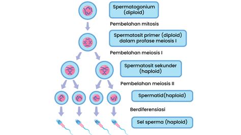 Perhatikan Bagan Spermatogenesis Berikut Reduk - Riset