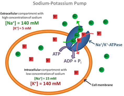 2.1: Schematics of the sodium-potassium pump (Na + /K +-ATPase ...