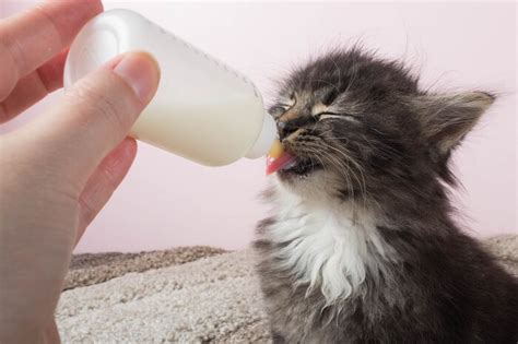 The Complete Guide to Bottle Feeding Kittens - Cats.com