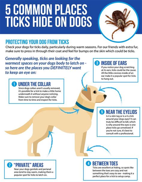 Does Your Dog Have Lyme Disease? | Ticks on dogs, Flea and tick, Tick ...