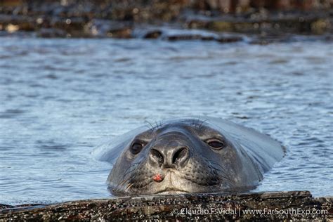 Falkland Islands Wildlife | Falklands nature photo trip | Far South Exp