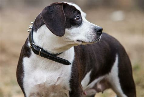 Beagle Pitbull Mix - Your Complete Breed Guide To The Beaglebull - The ...