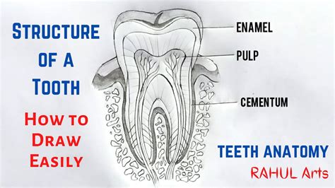 Nidaldrawing Structure Of Tooth How To Draw Structure Of Tooth | Images ...