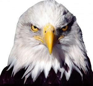 Eagle PNG Images Transparent Free Download | PNGMart.com