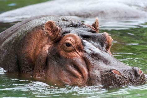 Hippopotamus | Hippopotamus, Hippo facts, Hippo