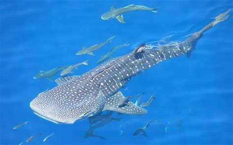 whale, Shark, Underwater, Ocean, Sea Wallpapers HD / Desktop and Mobile ...