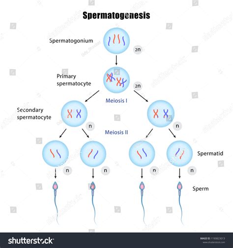 Spermatogenesis Flow Chart