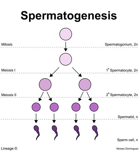 Spermatogenesis - USMLE Strike