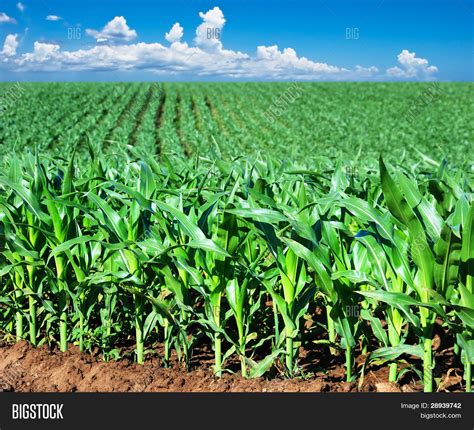 Green Maize Field Image & Photo (Free Trial) | Bigstock