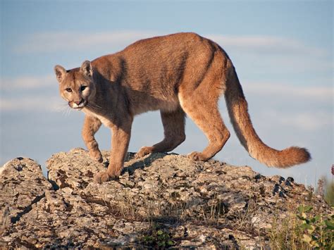 Mountain Lion Spotted On Pepperdine Campus | Malibu, CA Patch