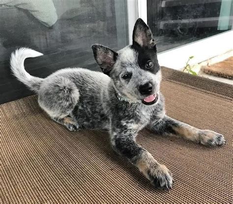 German Shepherd Australian Cattle Dog Mix: The Blue Heeler | Glamorous Dogs