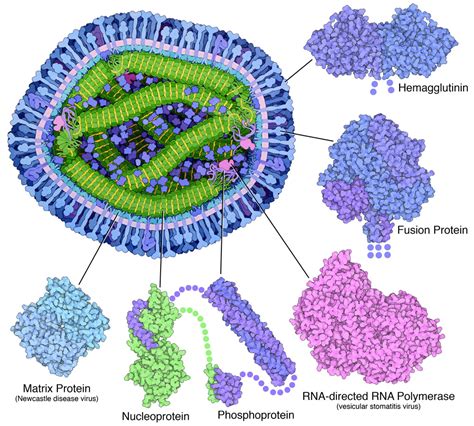 PDB-101: Molecule of the Month: Measles Virus Proteins