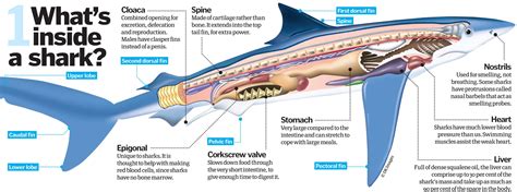 Shark Anatomy. | Marine biology, Anatomy, Shark