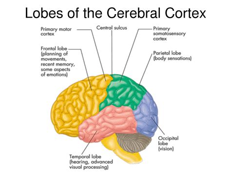 Cerebral Cortex; Insula of Reil | Cerebral cortex, Somatosensory cortex ...