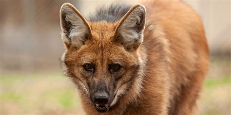 Maned wolf | Smithsonian's National Zoo