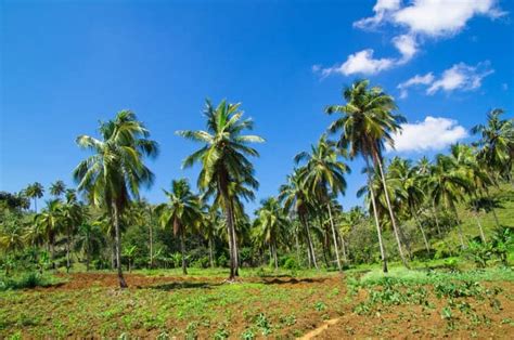 A Guide to Palm Tree Roots: How to Care for Yours and Identify Problems