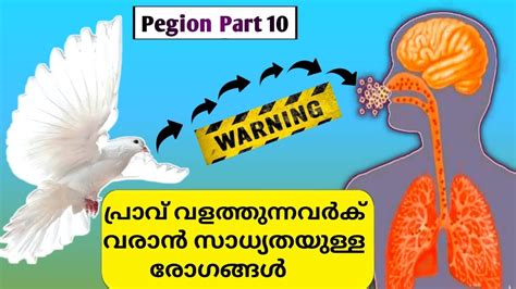 Pigeon Diseases Transmitted to Human & Preventive Measures #bird flu # ...