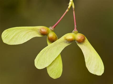 13 best Acer Campestre images on Pinterest | Acer, Plants and Shrubs