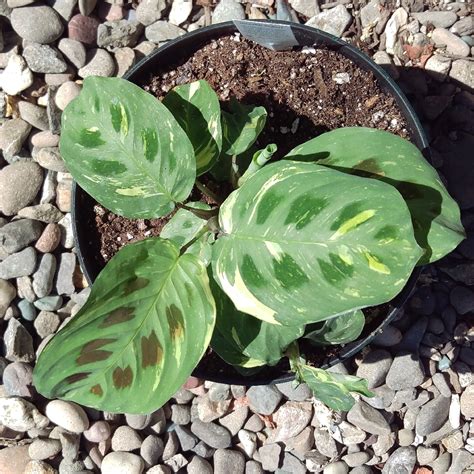 Maranta leuconeura kershoveana 'variegated', Variegated Prayer Plant in ...