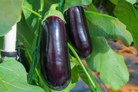 The Secret To Growing Eggplant - How To Plant, Grow & Harvest Eggplant