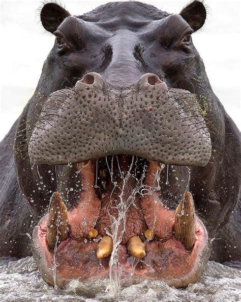 The Hippopotamus is considered the second largest land animal on Earth ...