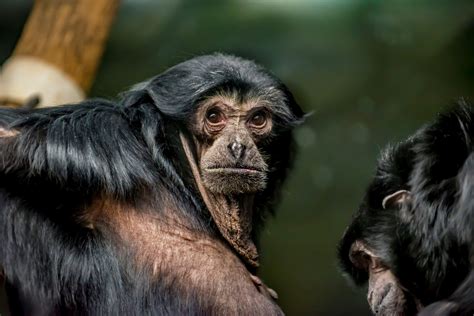 Siamang - Milwaukee County Zoo