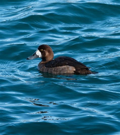 Identification of 9 Diving Duck Species: A Photographic Guide | Miles Hearn