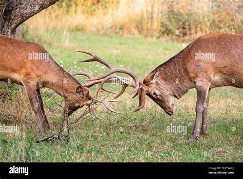 Two male deer fight with their big antlers Stock Photo - Alamy