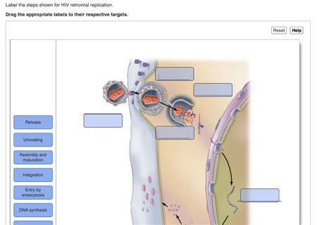 Label The Steps Shown For Hiv Retroviral Replication