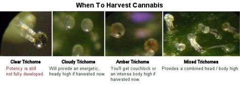 The Different Stages of Trichome Development | CenturionPro Solutions