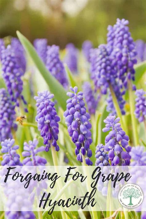 Grape Hyacinth: How To Forage For, Grow Yourself, and Use