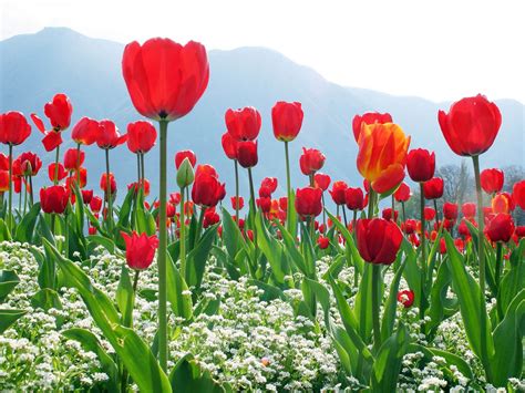 wallpaper: Red Tulips Wallpapers