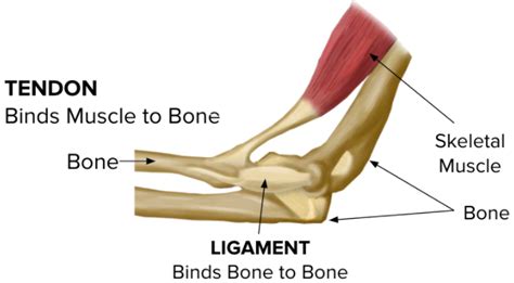 What is the function of tendon?