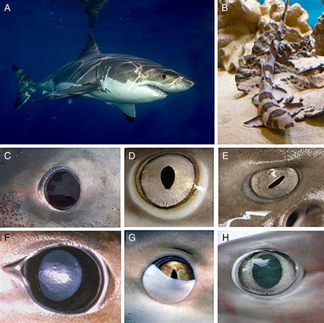 Scene through the eyes of an apex predator: a comparative analysis of ...