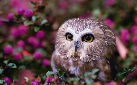 Owl Spring Wallpapers - Wallpaper Cave