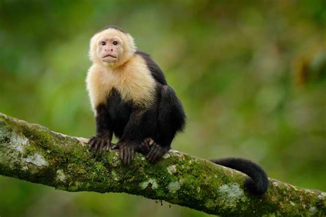 19 Fascinating Capuchin Monkey Facts - Facts.net