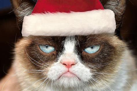 🔥 [50+] Grumpy Cat Christmas Wallpapers | WallpaperSafari