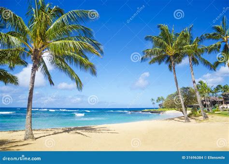 Palm Trees on the Sandy Beach in Hawaii Stock Photo - Image of kauai ...