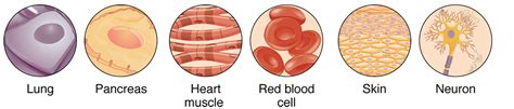 7.2 Organization of the Body – Human Biology