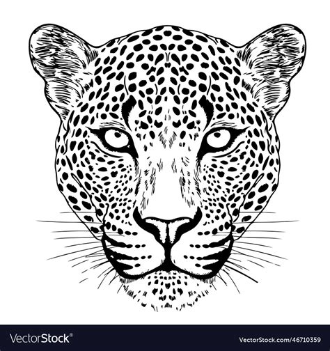 Leopard face hand drawn sketch Royalty Free Vector Image