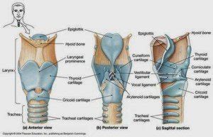 Cricoid Cartilage - Definition, Location, Function, Problems - (updated ...